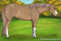 Horse Color:Palomino 