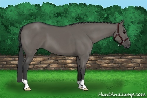 Horse Color:Grullo 