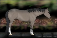 Horse Color:Grullo