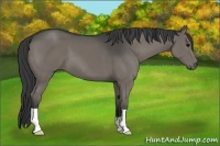 Horse Color:Grullo 