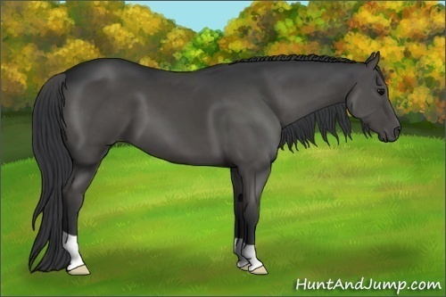 Horse Color:Grullo