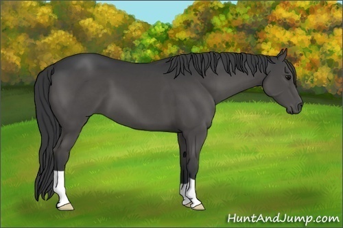 Horse Color:Black 