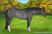 Horse Color:Black Rabicano