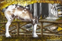 Horse Color:Liver Red Onyx Sabino