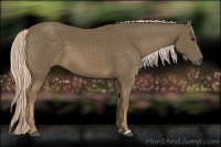 Horse Color:Chocolate Palomino 