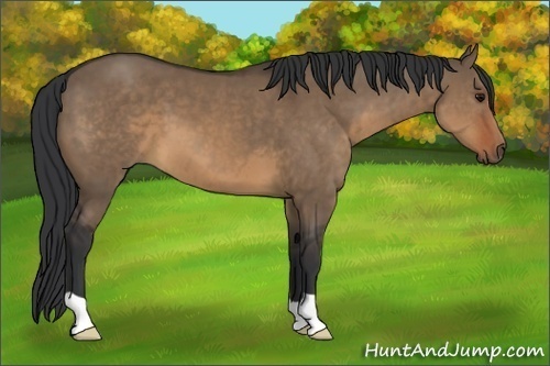 Horse Color:Brown Dun 