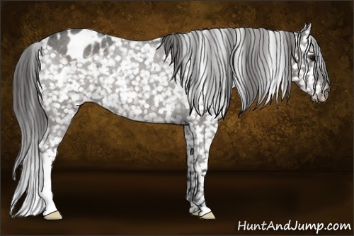 Horse Color:Smoky Blue Roan Appaloosa