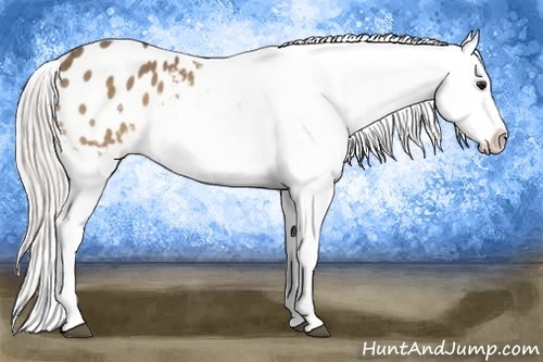 Horse Color:Silver Buckskin Appaloosa