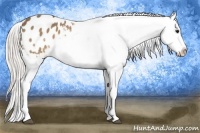 Horse Color:Silver Buckskin Appaloosa 