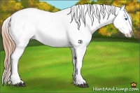 Horse Color:White Spotted Liver Red Onyx Splash Appaloosa 