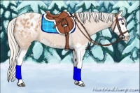 Horse Color:Silver Bay Roan Splash Appaloosa