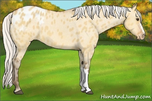 Horse Color:Silver Bay Dun Appaloosa 