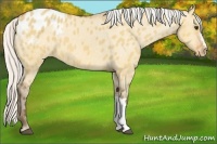 Horse Color:Silver Bay Dun Appaloosa 