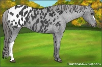 Horse Color:Black Appaloosa Rabicano 