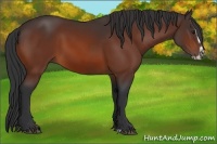 Horse Color:Bay Splash Frame