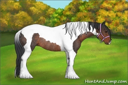 Horse Color:Brown Tobiano Rabicano 