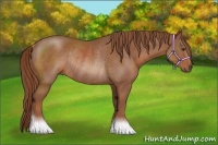 Horse Color:Chestnut Rabicano 
