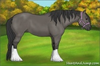 Horse Color:Grullo 