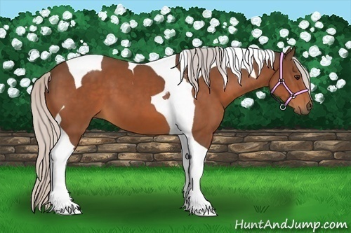 Horse Color:Silver Bay Tobiano