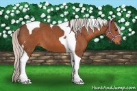 Horse Color:Silver Bay Tobiano
