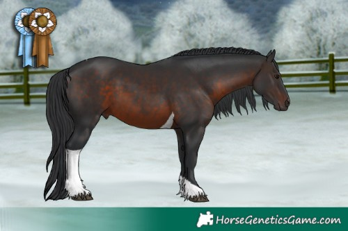 Horse Color:Brown Tobiano