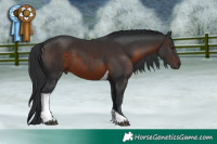 Horse Color:Brown Tobiano