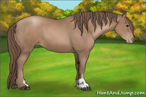 Horse Color:Black Pearl Sabino