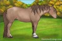 Horse Color:Black Pearl Sabino