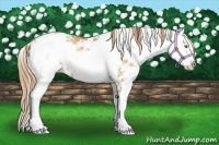 Horse Color:Chestnut Pearl Sabino Rabicano 