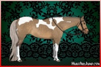 Horse Color:Silver Brown Dun Tobiano Rabicano