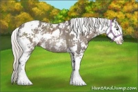 Horse Color:Silver Black Sabino Rabicano 