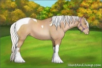 Horse Color:Silver Bay Pearl Sabino Tobiano