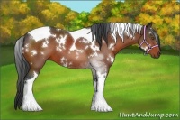 Horse Color:White Spotted Bay Tobiano