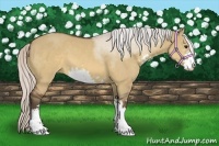 Horse Color:Silver Brown Dun Sabino 