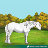 Horse Color:White Spotted Silver Black Sabino