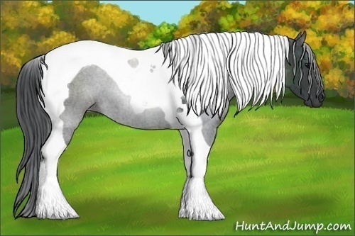 Horse Color:Black Tobiano