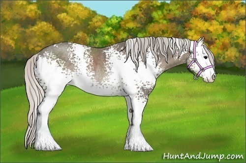 Horse Color:White Spotted Silver Smoky Black Sabino Rabicano 