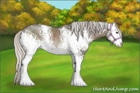 Horse Color:White Spotted Silver Smoky Black Sabino Rabicano