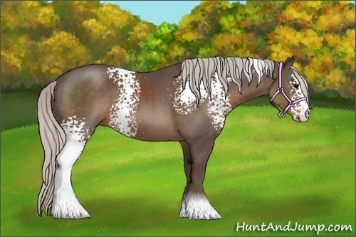 Horse Color:White Spotted Silver Black Sabino