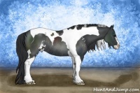 Horse Color:Black Sabino Tobiano Rabicano