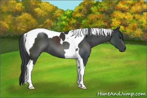 Horse Color:Black Tobiano 
