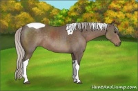 Horse Color:Silver Black Sabino Tobiano Rabicano