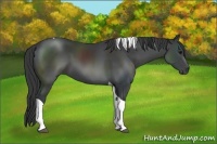 Horse Color:Black Tobiano Rabicano 