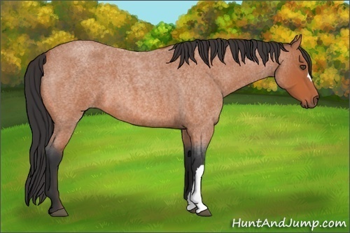 Horse Color:Bay Roan 