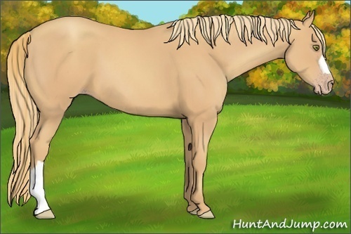 Horse Color:Gold Champagne