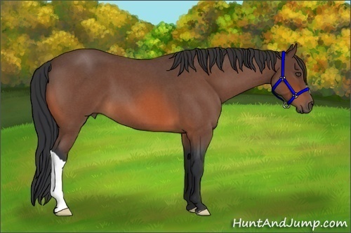 Horse Color:Bay Roan
