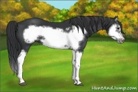 Horse Color:Black Splash Frame 