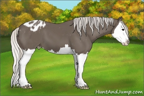 Horse Color:Silver Black Splash Appaloosa