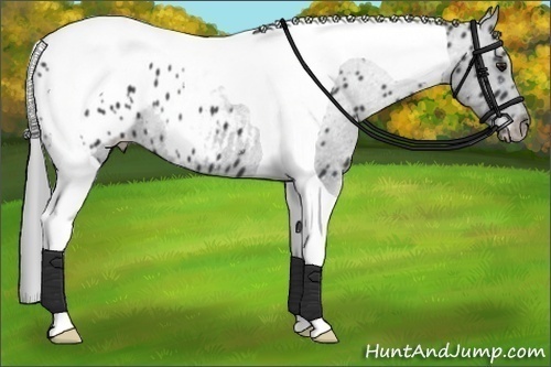 Horse Color:Black Chinchilla Tobiano Appaloosa 