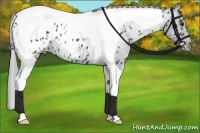 Horse Color:Black Chinchilla Tobiano Appaloosa 